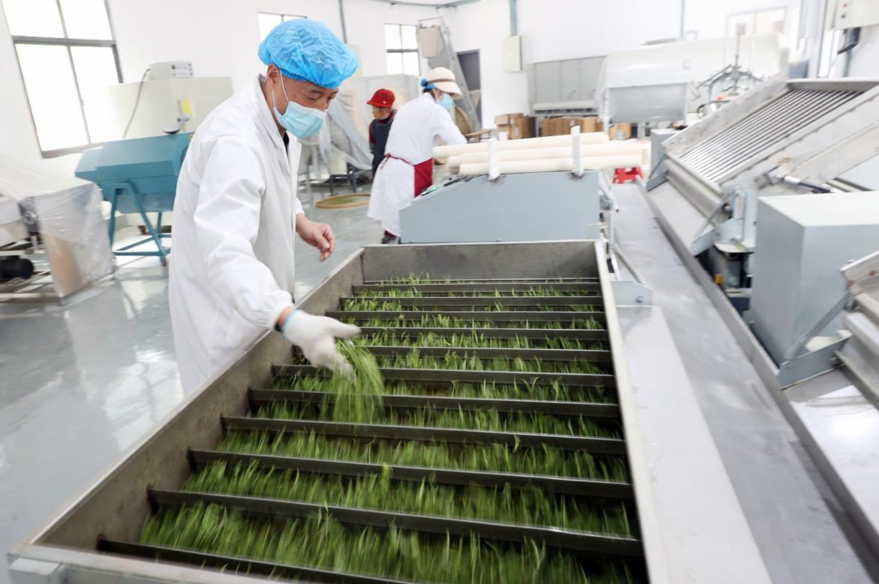 Tea processing production line