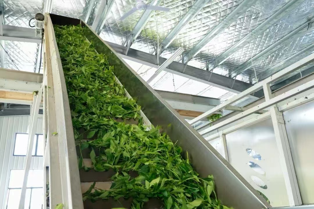 Fresh tea leaves entering production