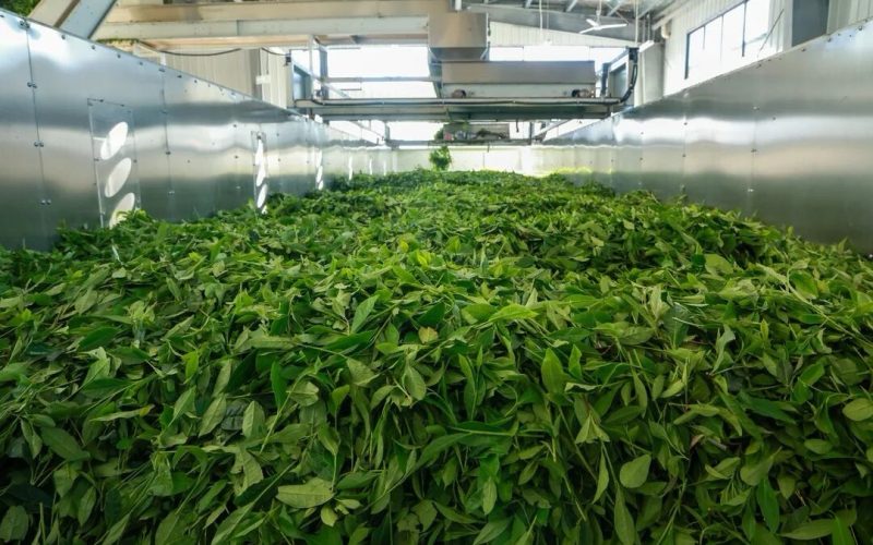 A Beginner’s Guide to Chinese Tea: White, Green, and Red Tea Explained