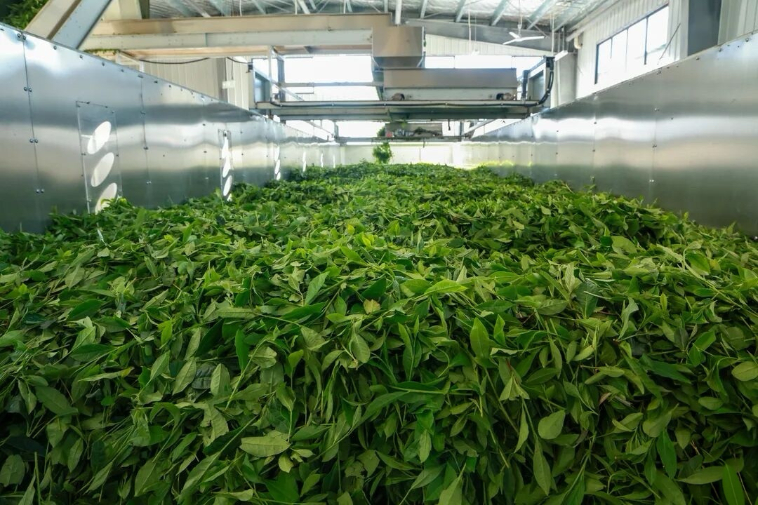 Fresh tea leaves in the processing facility