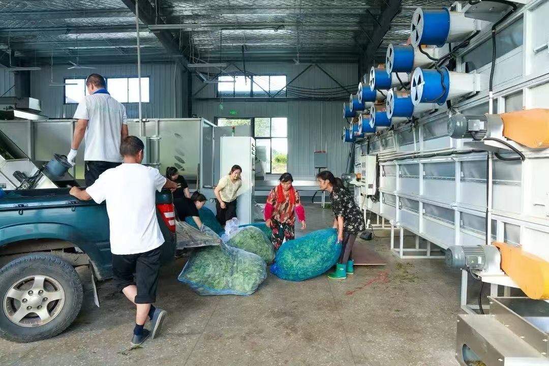 Tea factory receiving and processing area